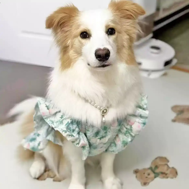 Pet Clothes Spring and Summer  - огляд і ціна Summer Dog Clothing