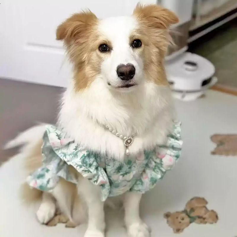 Pet Clothes Spring and Summer  - огляд і ціна Summer Dog Clothing